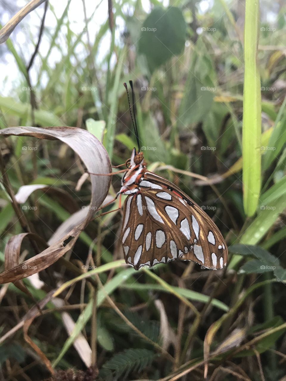 Butterfly resting on grass. 🦋