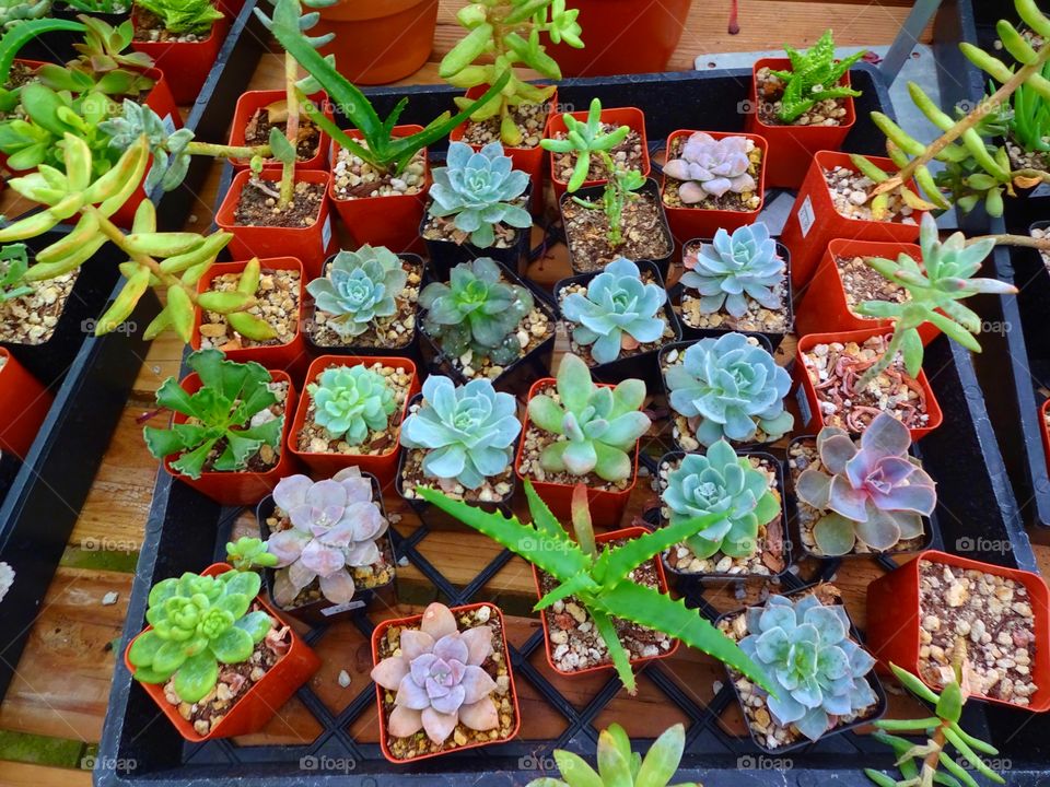 succulents