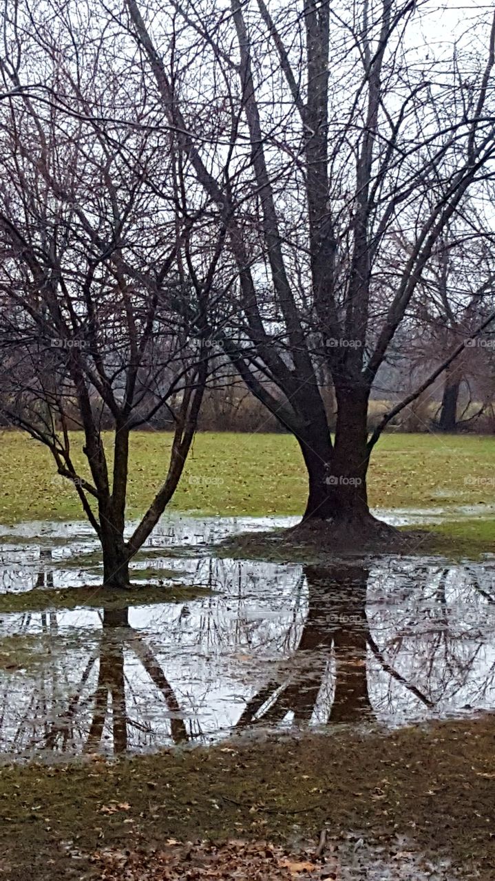 Reflection of tree after rain