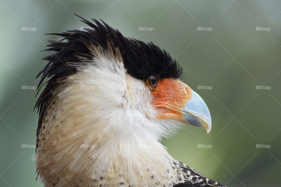 caracara