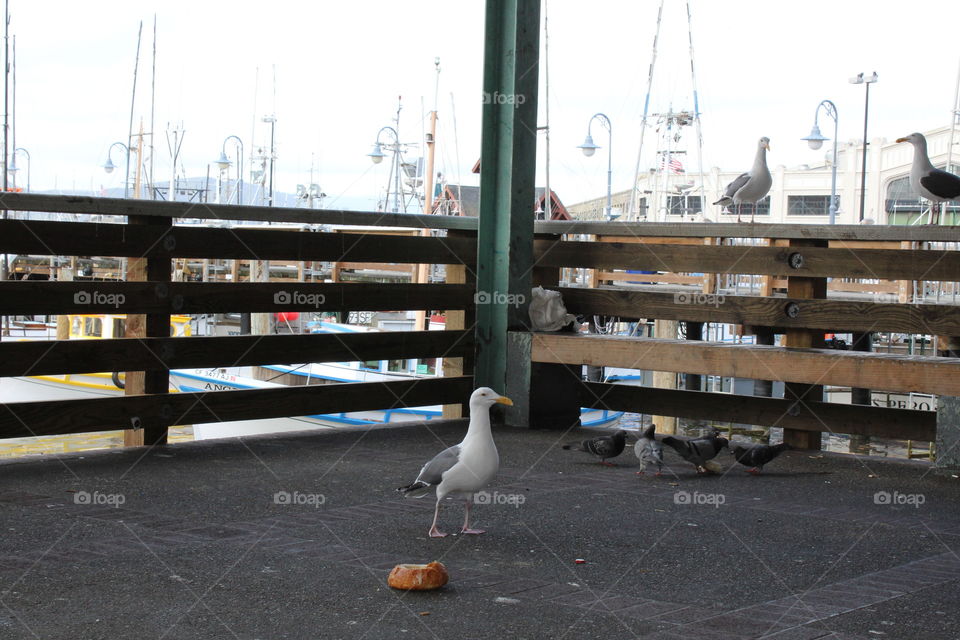 San Francisco Bay bird