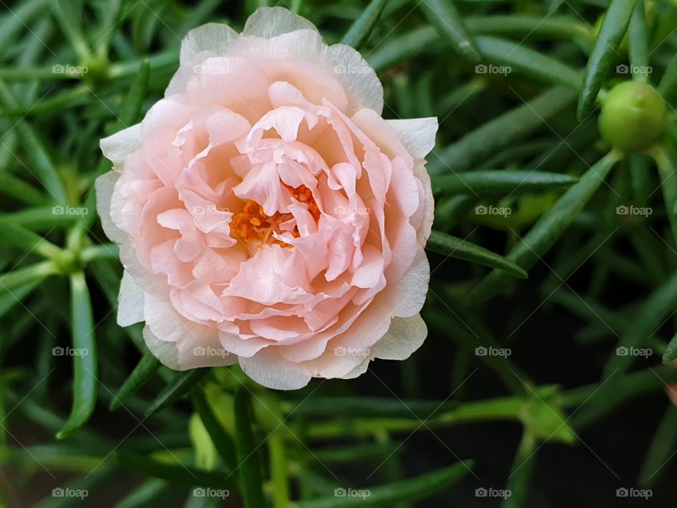 my beautiful Portulaca grandiflora