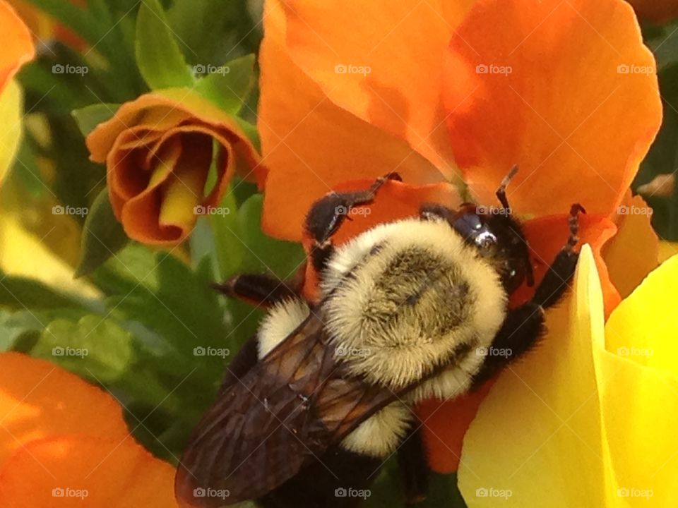 Bumblebee. Bumblebee