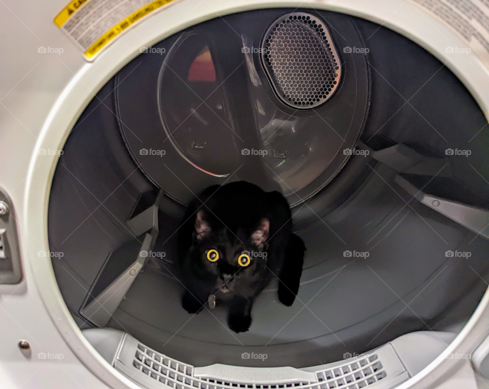 Every day is Caturday