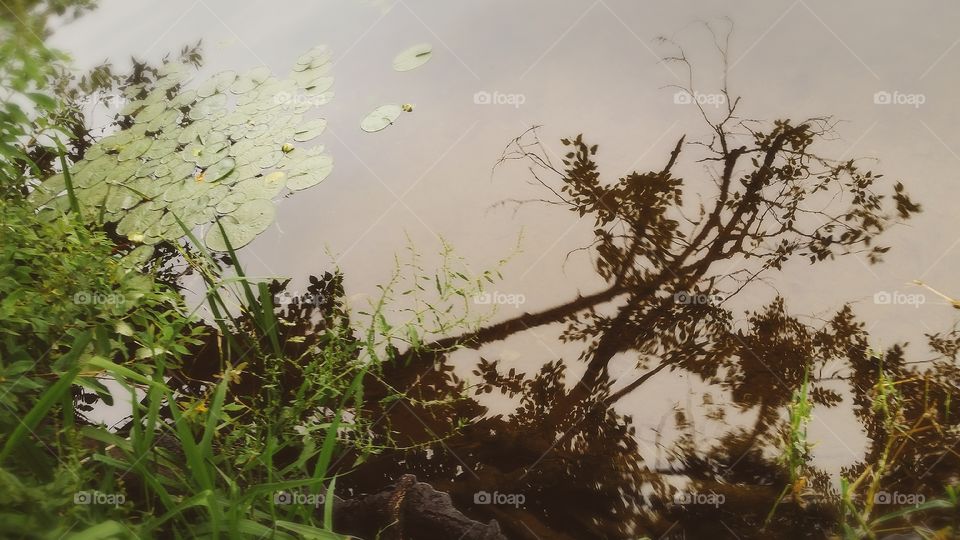 Reflections on a Pond