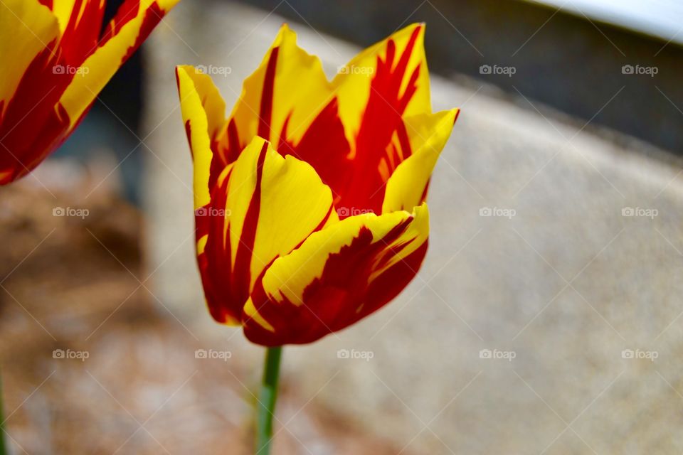 Tulip beauty