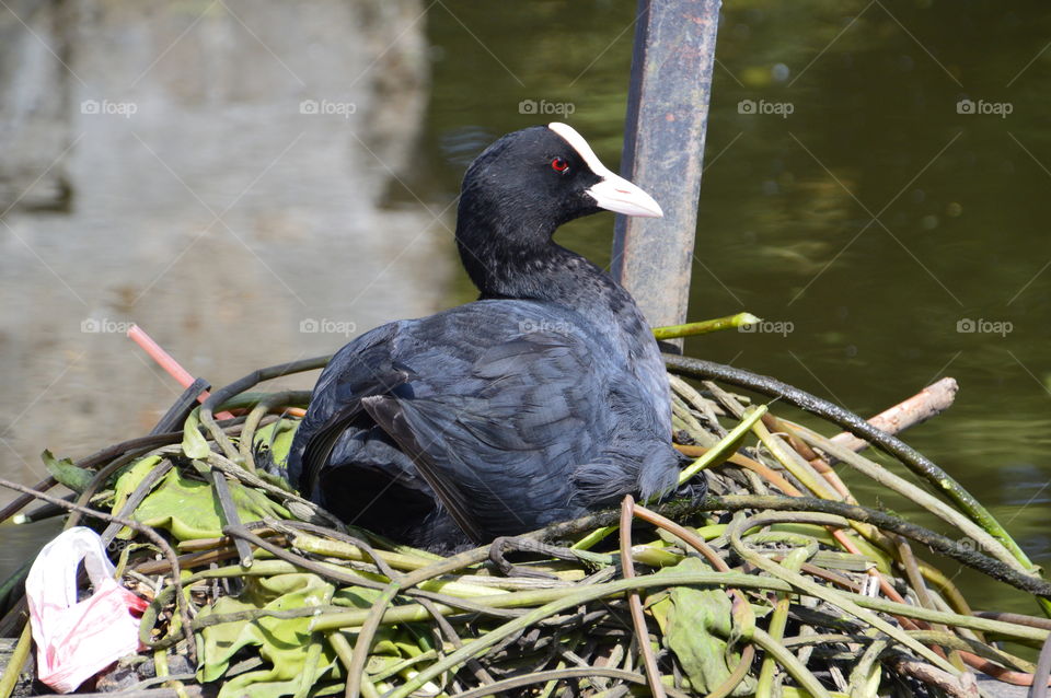 Eurasian Coot At A Nest