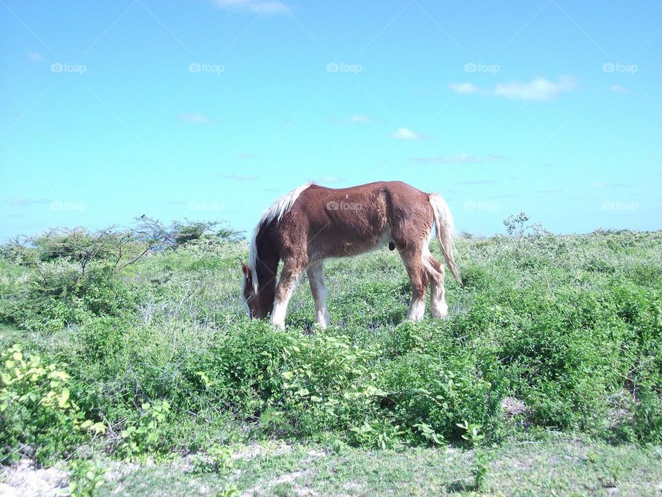 Island horse 
