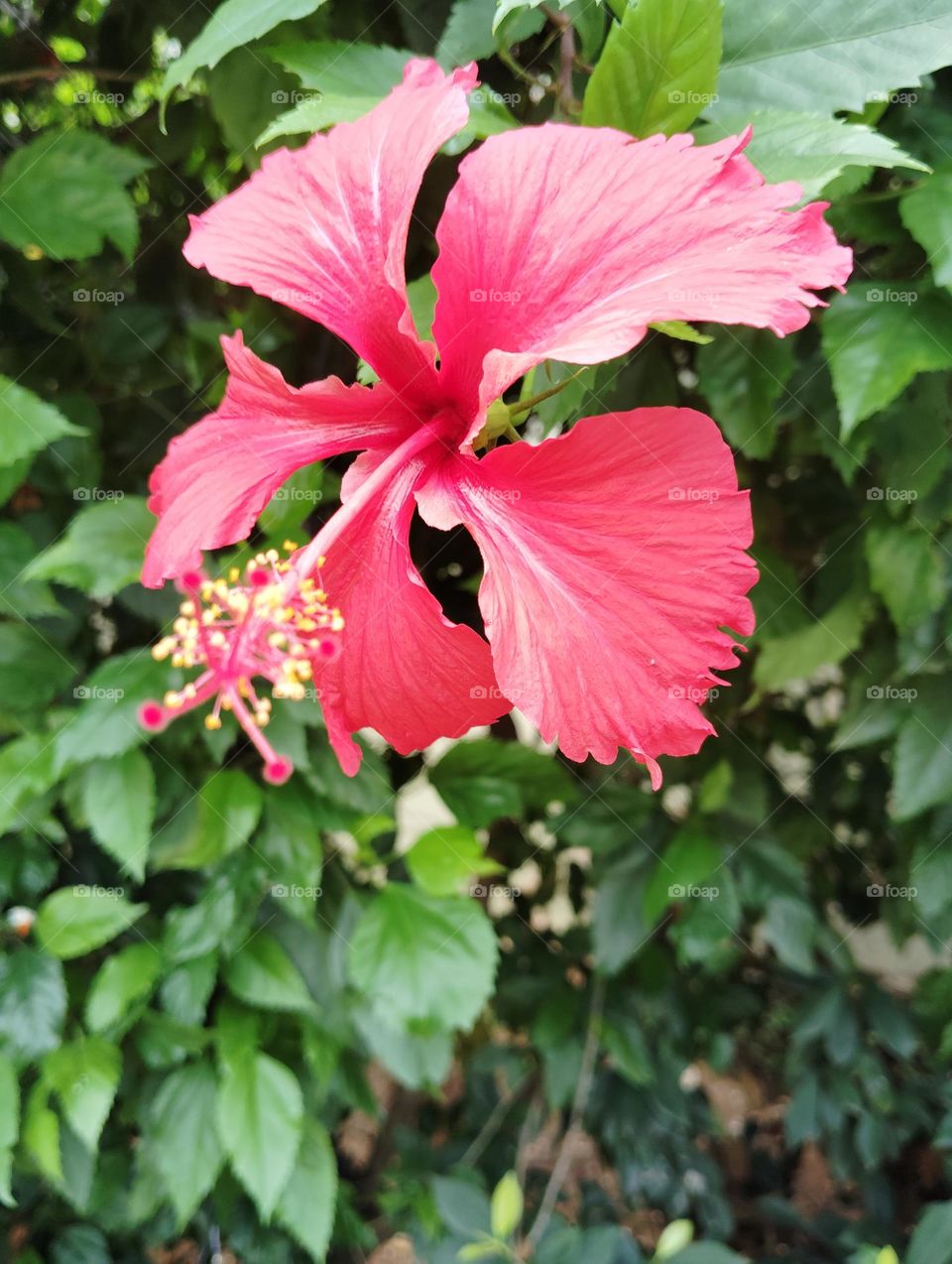 pink flower seasonal fresh shurb small size looks very beautiful generally found everywhere