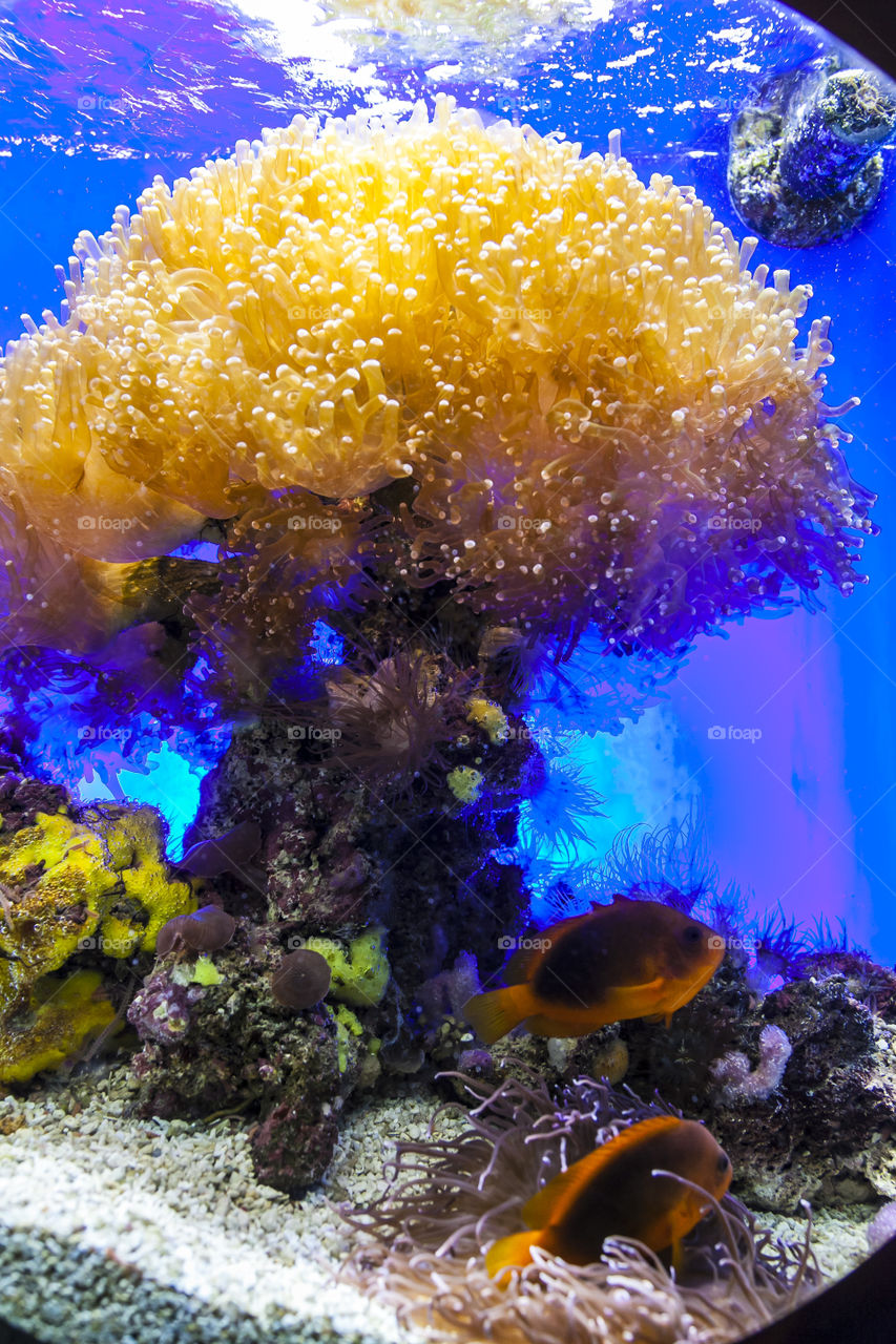 Aquarium in Monaco