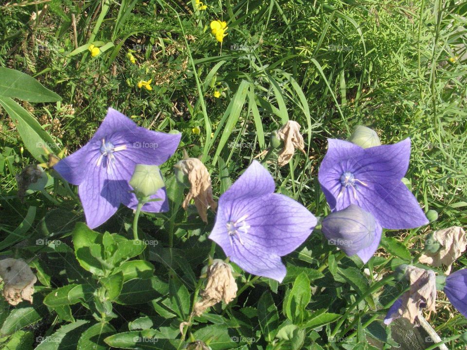 Backyard flowers 