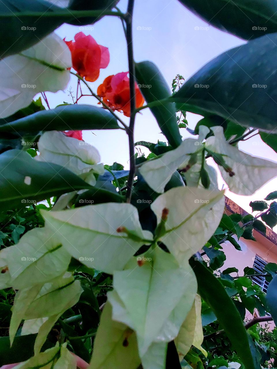 beautiful trinitaria