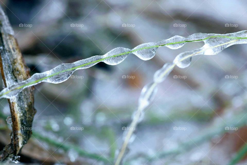 Frozen plant