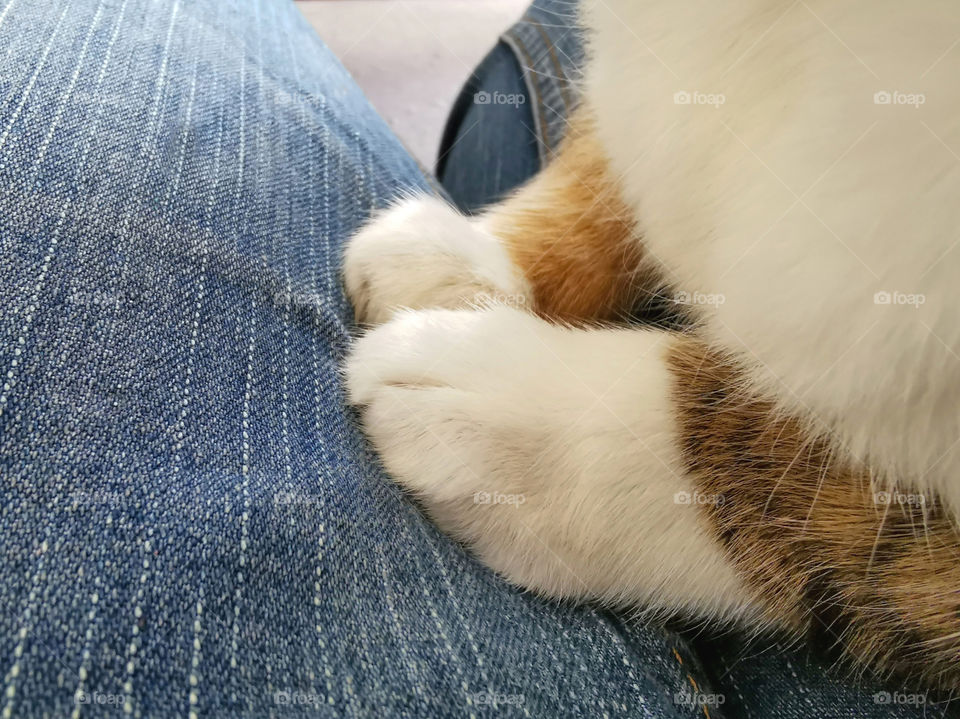 Cat sitting on the owner's knee. Concept of love between human and animal.