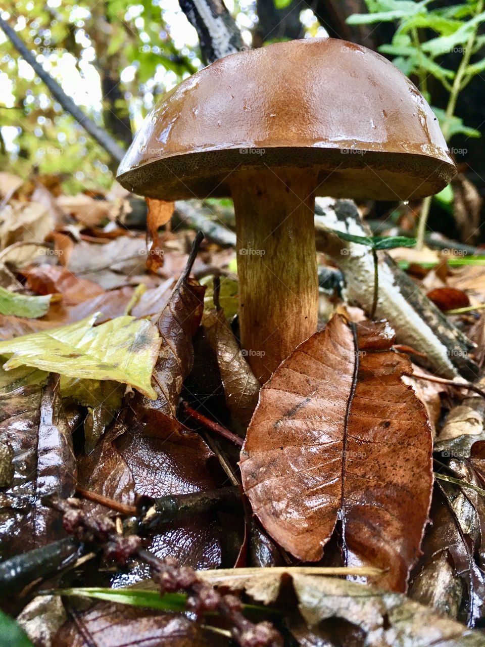 a beautiful mushroom that appears among the leaves of the forest