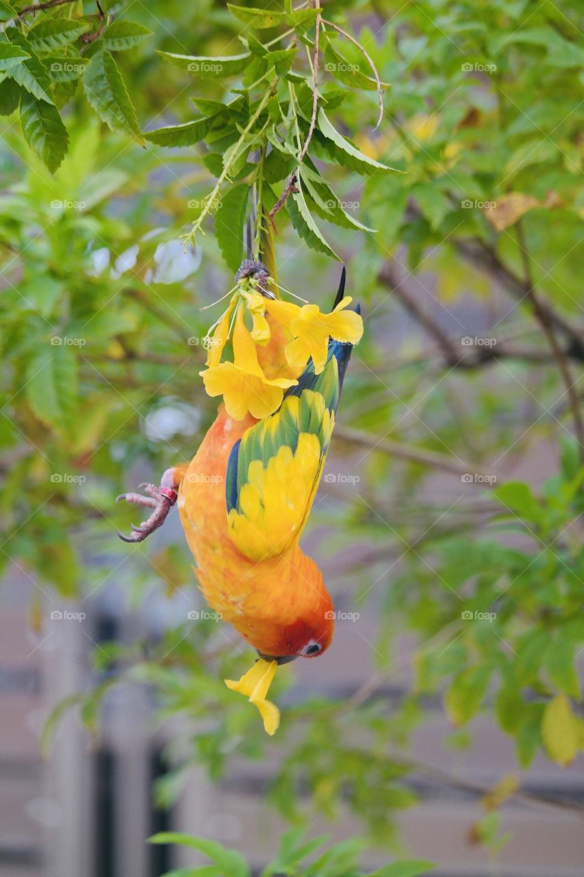 Birds and bees beauty 