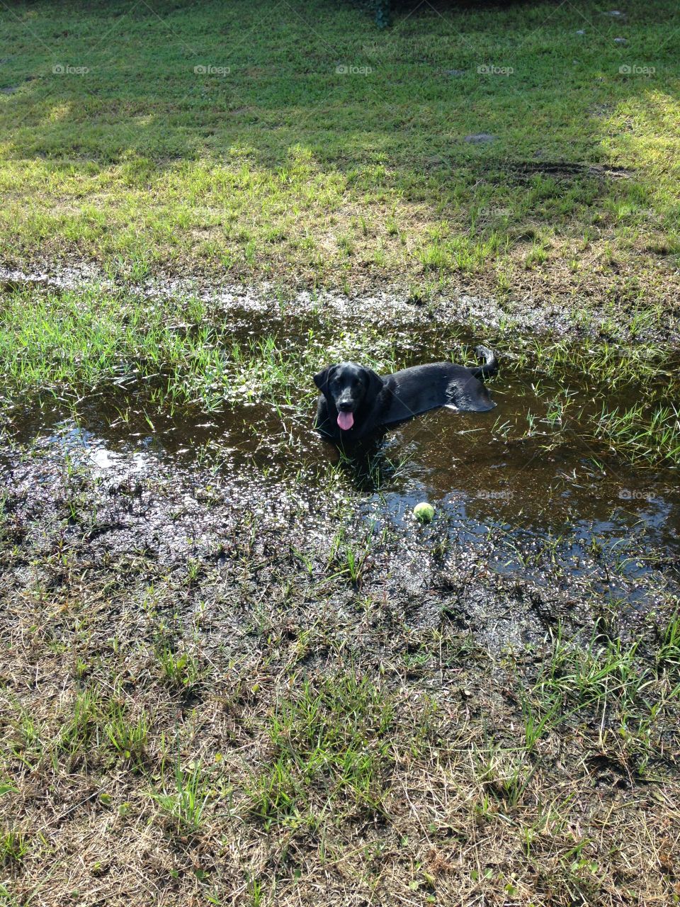Puddle love. Playing with the ball and found a puddle 