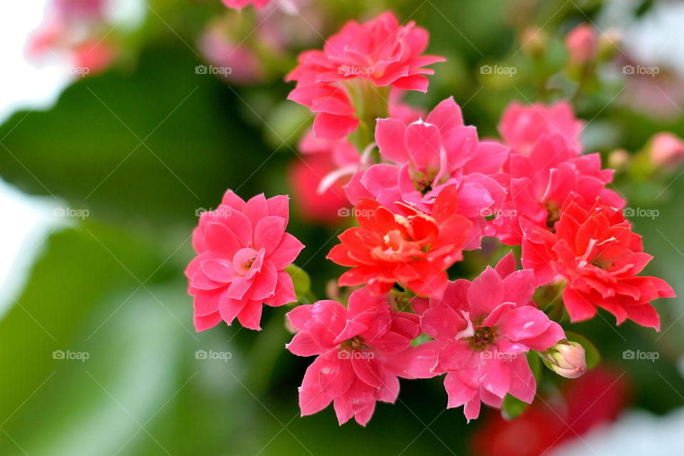 red color flowers