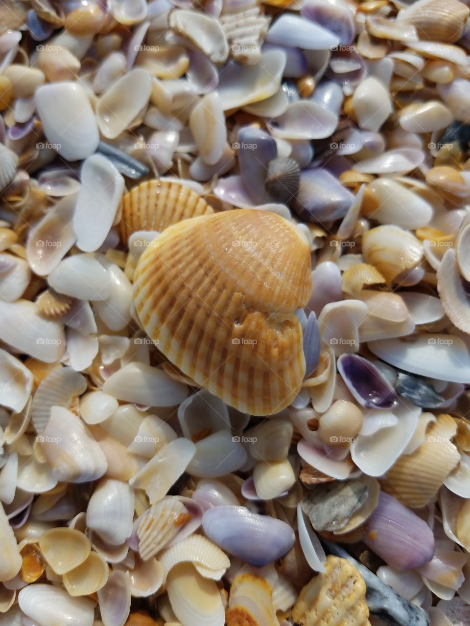 Large shell among many