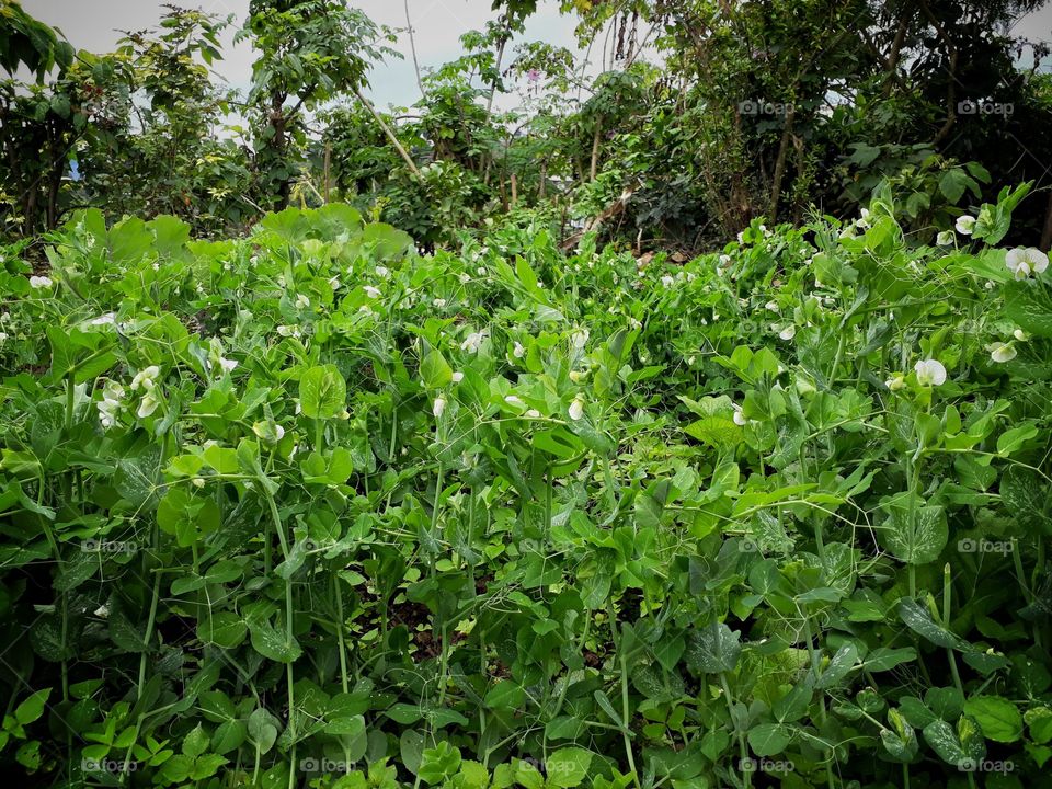 Here's my peas plantation