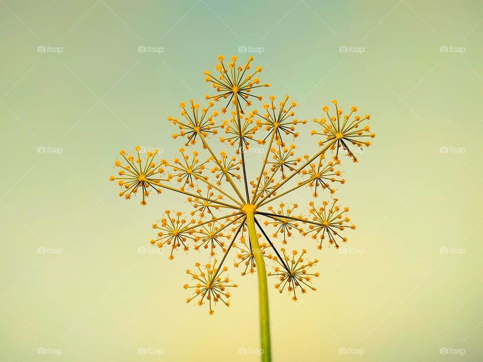 Dill (Anethum graveolens) is an annual herb in the celery family Apiaceae