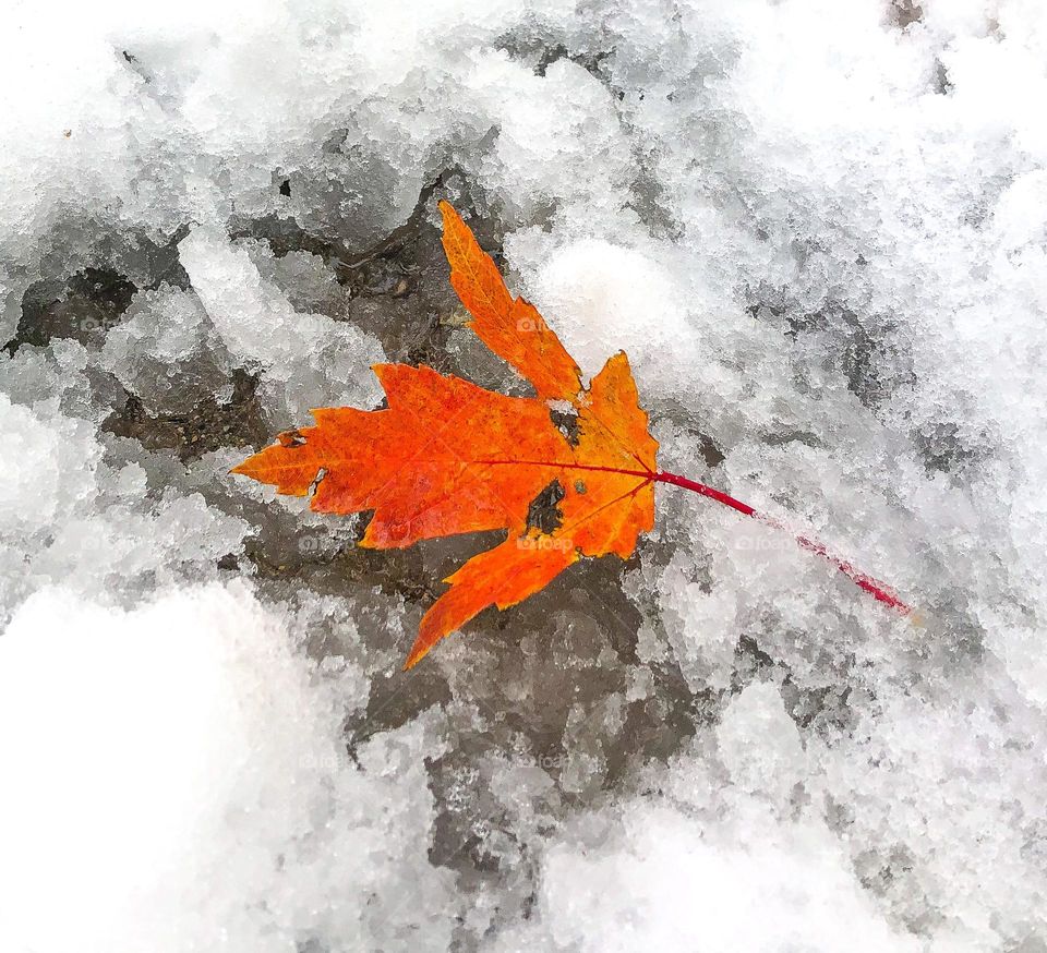 Autum snowfall 