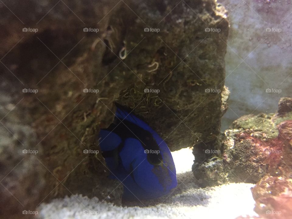 A Blue Tang hides in her home.