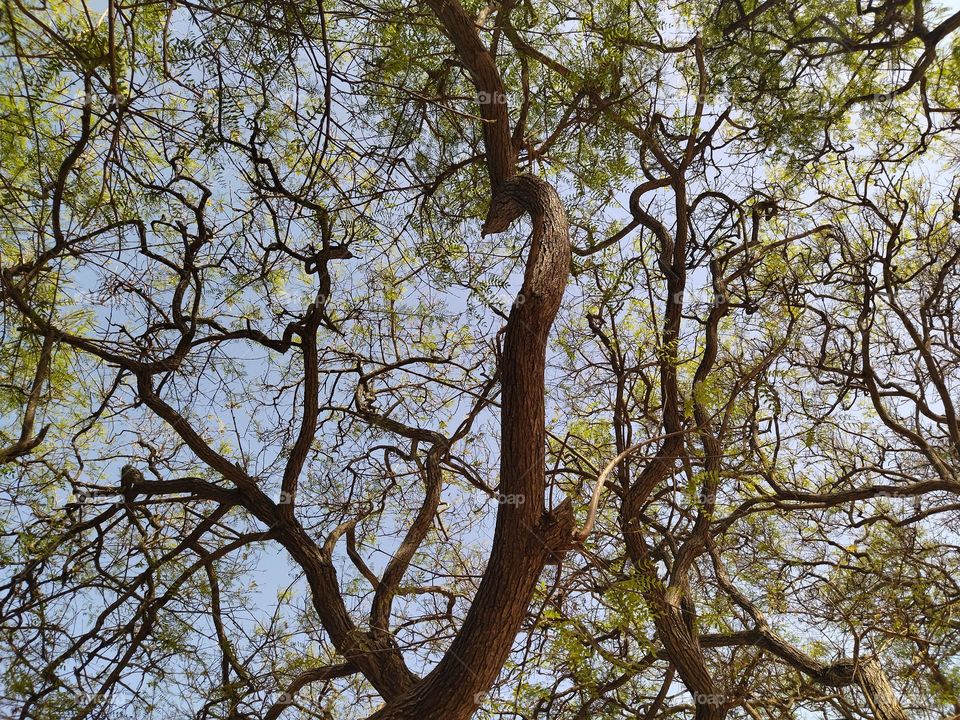 branch toward the sky