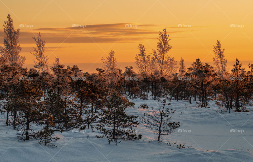 Winter morning. Sunlight.