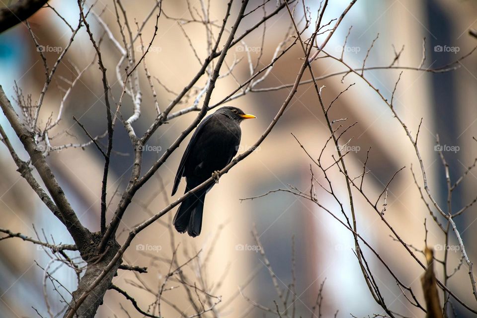 The bird on bare tree