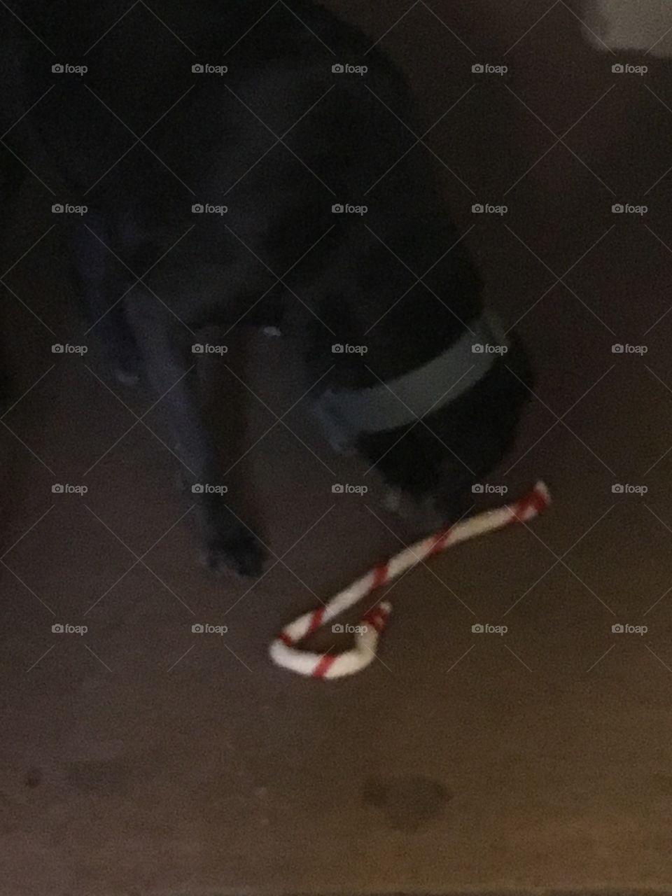 Fur baby getting ready to eat her rawhide candy cane