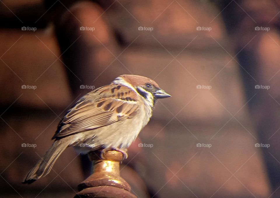 the sparrow greeted the morning