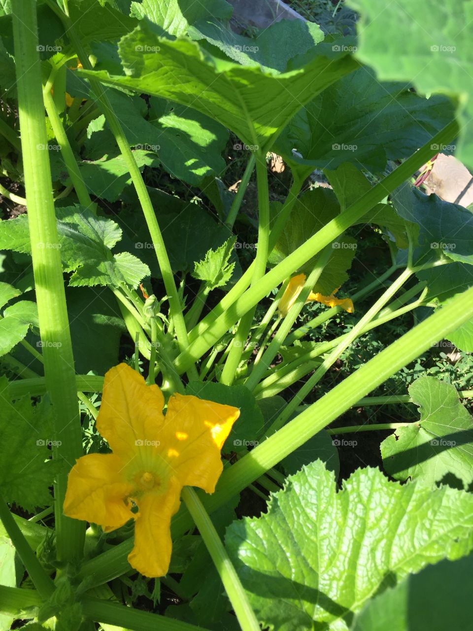 Vegetable Leaf