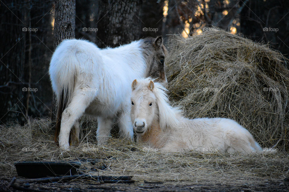 Close up view of horse