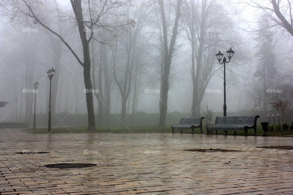 Fog, Mist, No Person, Tree, Water