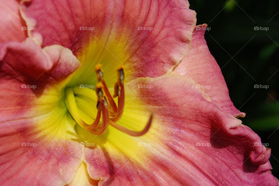 Macro shot of day lily flower