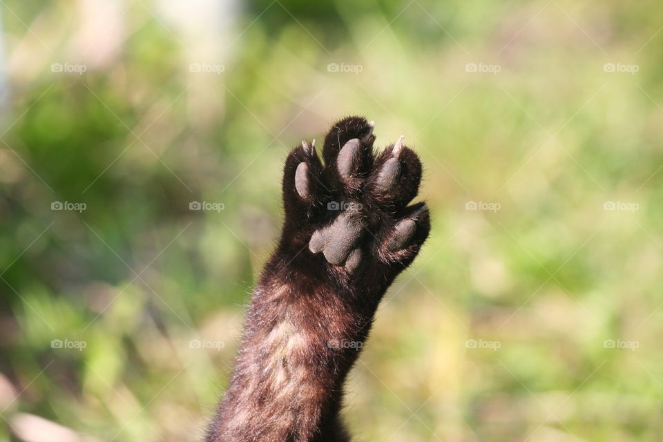 Do you see those sharp claws? Don't mess with this paw!