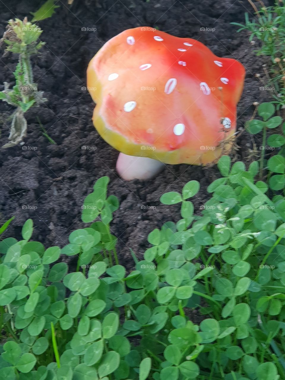 mushroom