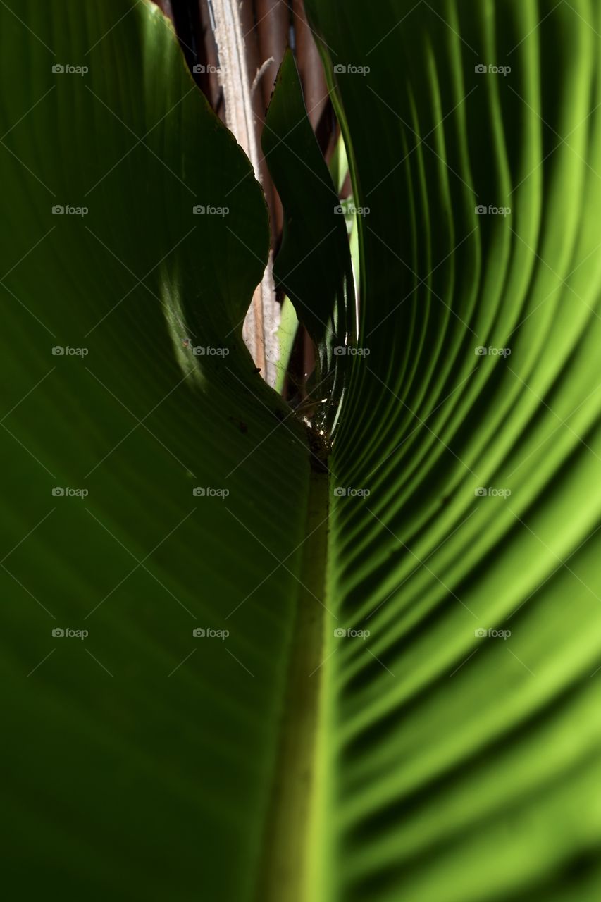 The inside of a Palm frond, with a flash located on the outside, creates a glowing neon effect.  A backyard garden in Los Angeles 6.19.20