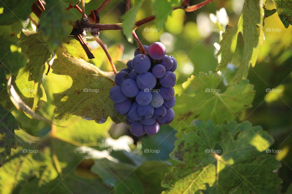 Fruit of the vine, hidden grape cluster   
