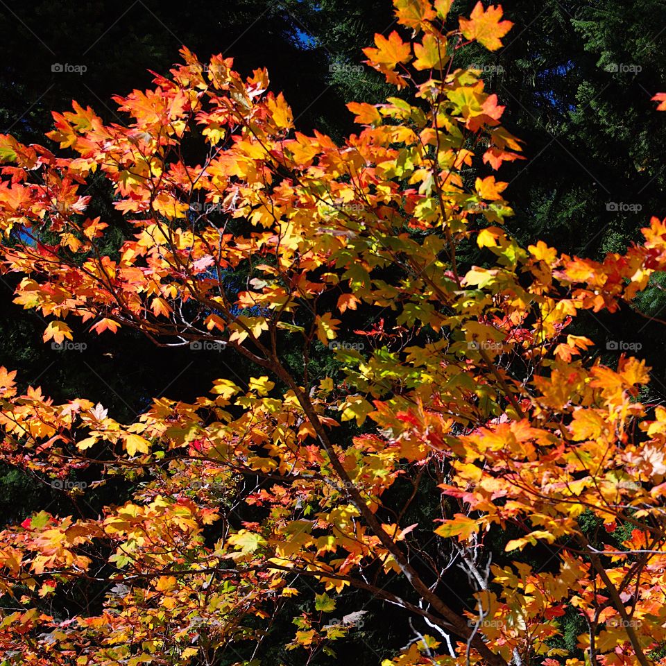 Bright maple leaves changing to their brilliant fall colors of red, orange, yellow, and gold. 