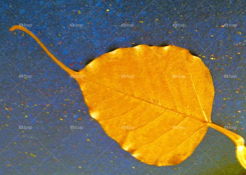 Golden Budha leaf