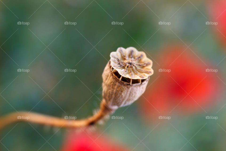 the poppy pod has dried, preparing its seeds for next year