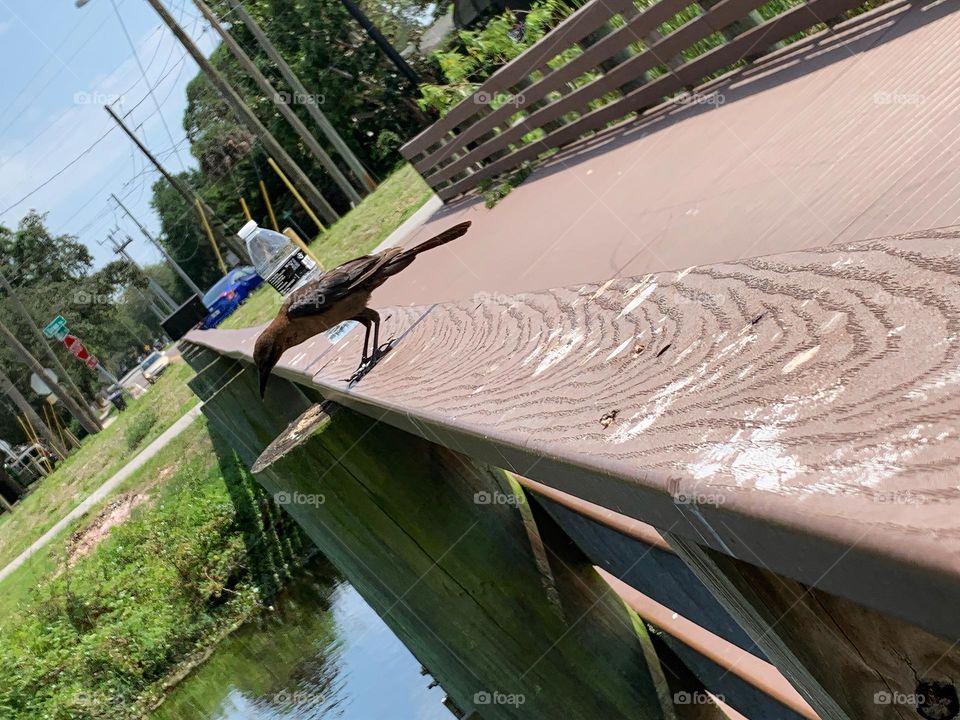 Cute Little Brown Bird Trying To Speak With Us While Following Us On Our Walk In Town And Looking Down At The Water.