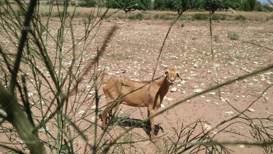 beautiful brown goat.