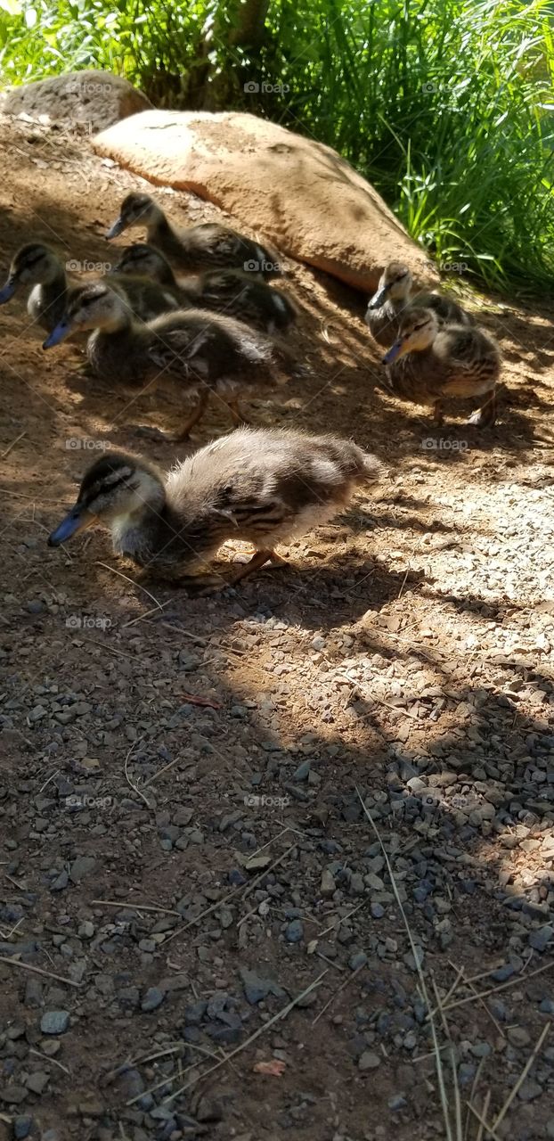 baby ducklings out for a walk.