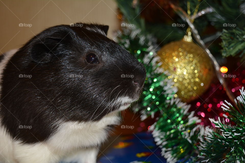Guinea pig pet and Christmas tree winter holiday