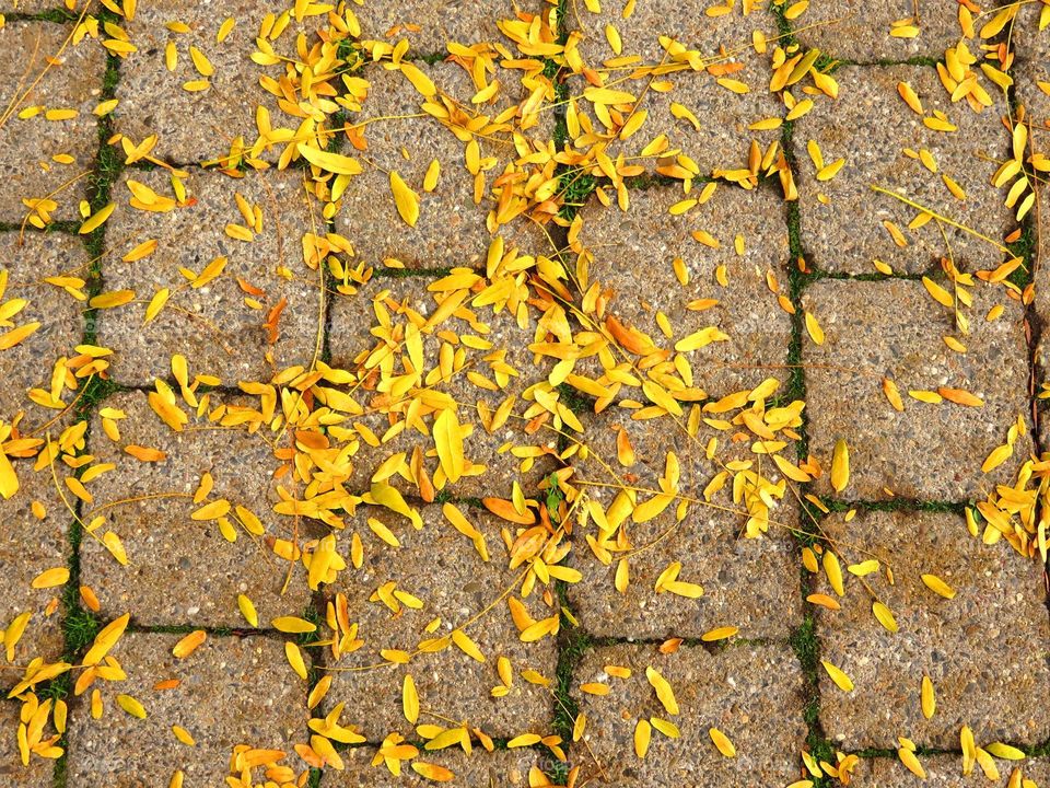 Autumn leaves on sidewalk