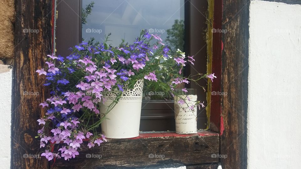 windowsill purple and pink flowers