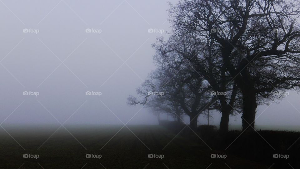 Trees in the fog